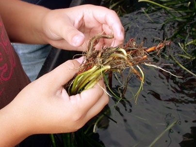 A student holds an eelgrass plant.