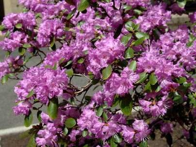 Rhododendrons bloomed near the President's Courtyard, welcoming the Institute community to Commencement.