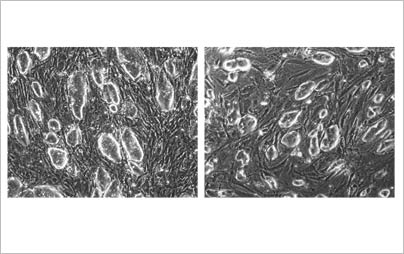 Naturally derived embryonic stem cells from mice (left) are morphologically identical to reprogrammed fibroblasts (right).