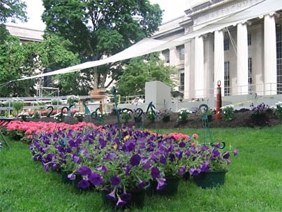 Flowers are set out June 6 in preparation for MIT's Commencement excercises on Friday.
