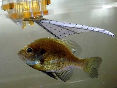 A bluegill sunfish swims in a laboratory tank near a prototype of a robotic fin designed with the fish's fin as a guide.