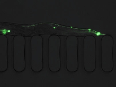 This photo shows an immobilized C. elegans worm inside the new microfluidic chip designed at MIT. The green spots are neurons.