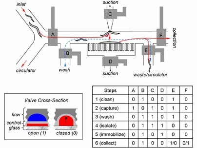 This diagram shows the layout of the new microchip that can sort and image small animals such as the C. elegans worm. After the worms enter the chip, they are immobilized by suction so they can be imaged. Then they are sorted to the appropriate chamber on the chip.