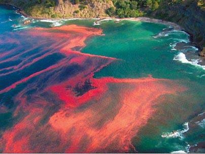 The dramatic appearance of a red tide algal bloom at Leigh, near Cape Rodney, New Zealand.