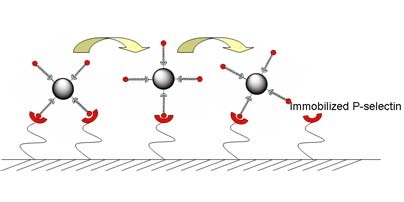 Microspheres coated with certain molecules stick to the protein P-selectin on a glass surface and begin to roll across that surface. Microspheres without the coating did not stick and roll