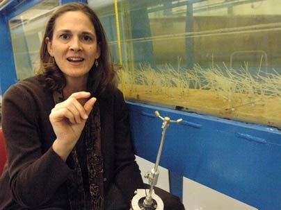 MIT Professor Heidi Nepf of civil and environmental engineering is working with scaled physical models of river plants, at right, to understand more precisely how water moves through such plants and their effect on aquatic ecology.