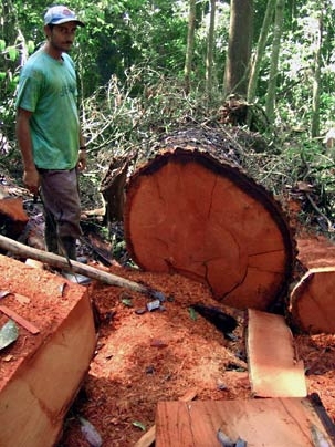 A member of the Honduran woodcutting cooperative at work in the Biosphere Rio Platano, where they have been logging in a sustainable way under the guidance of the Rainforest Alliance and the State Forestry Administration.