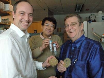 Philip Lessard, Kazuhiko Kurosawa and Anthony Sinskey display a new type of antibiotic they produced by pitting two strains of bacteria against one another. Lessard, a research scientist, and postdoc Kurosawa work in the MIT lab of Sinskey, a professor of microbiology and health sciences and technology.
