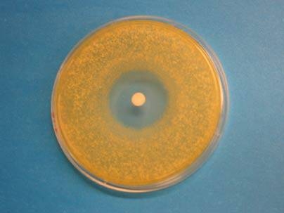 When a new antibiotic isolated from Rhodococcus fascians is dripped onto a paper disc (white) in the middle of a plate full of other bacteria (orange), all the bacteria near the filter disc die.