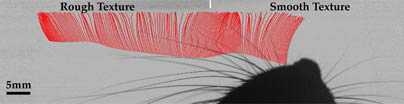 This frame from a time-lapse movie shows multiple traces (red) of a single rat whisker, captured at 3,200 frames per second, as it moves from left to right across a rough surface and then a smoother one. (For clarity, only every 3rd trace is shown, or about one per millisecond).  Clusters and gaps of the traces correspond to this whisker's rapid sticking and slipping movements during ~175 millisec...