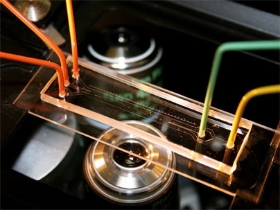 A microfluidics device on the microscope.