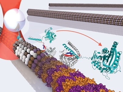 Kinesin, a small motor protein found in cells, walks stepwise on microtubules to perform cellular processes. In each step, a power stroke is generated when two mechanical elements (neck linker, in red, and cover strand, in blue) form a beta-sheet that folds to drive the protein forward.