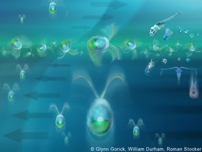 Researchers discovered that thin layers of phytoplankton form where strong variations in flow velocity cause the cells to overturn. These flow conditions form a watery trap: phytoplankton can swim in but not out.