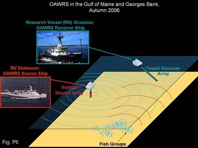 Schematic showing general setup of the imaging system used to study fish shoals.