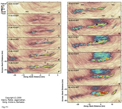 Sequence of images showing initiation of a massive fish shoal.