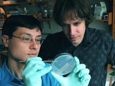 Physics postdoctoral fellow Jeff Gore, left, and physics professor Alexander van Oudenaarden are harvesting yeast cells for experiments exploring the evolution of cooperation.