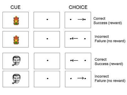 Given different images as cues, monkeys were trained to look right or left for rewards. MIT neuroscientists found that neurons responded differently following correct and incorrect responses, with correct responses setting up the brain for additional successes.