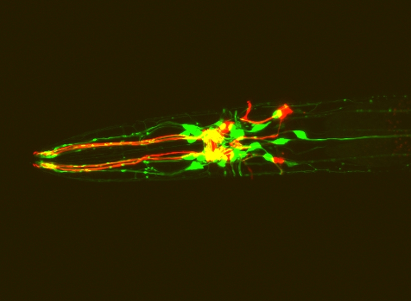 C. elegans expressing red fluorescent protein in dopamine neurons and green fluorescent protein in dopamine receptor-expressing neurons.