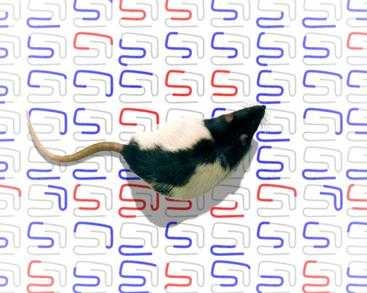 Researchers at MIT's Picower Institute for Learning and Memory have found that rats use a mental instant replay of their actions to help them decide what to do next, shedding new light on how animals and humans learn and remember.