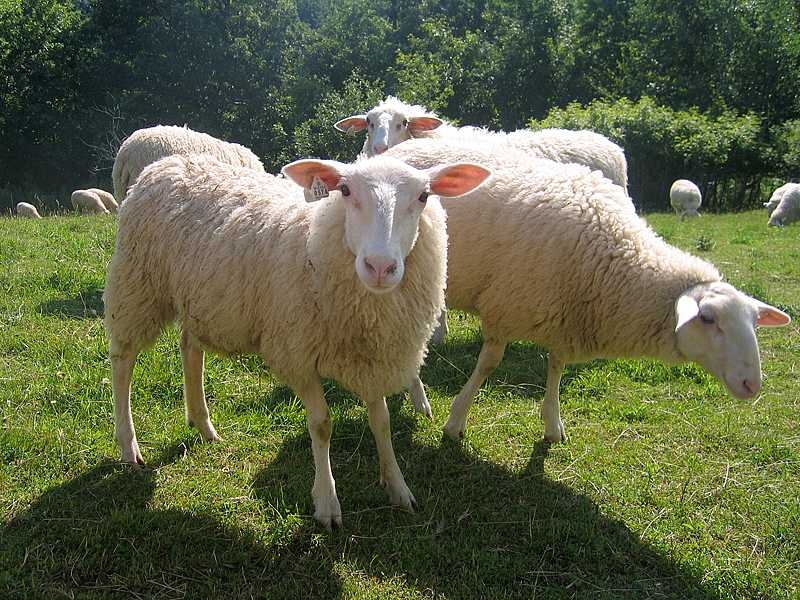 Sheep graze on Hidden Springs Farm, a cheese-maker's farm in Westby, Wis.
