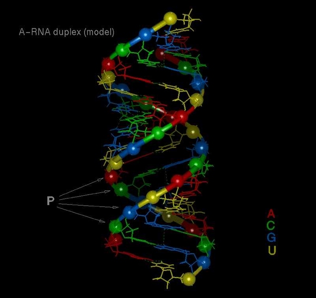 A model of RNA