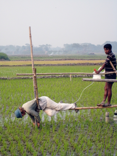 Rebecca Neumann hangs off the end of bamboo scaffolding built at the field site. Assisted by a man hired from a nearby village, she is connecting a tube that will run from the surface water in the rice field up to a higher point on the scaffolding.