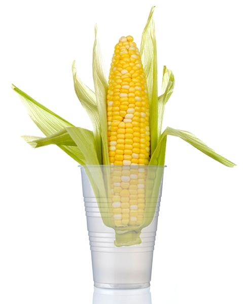 Ear of corn in a water glass