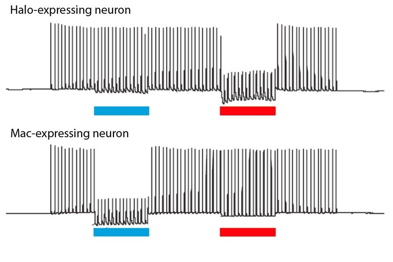 Halorhodopsin-expressing neurons are selectively silenced by red light, but not by blue light. The opposite is true for neurons expressing the gene Mac.