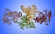 four clusters of coiled squiggles, denoting an enzyme structure