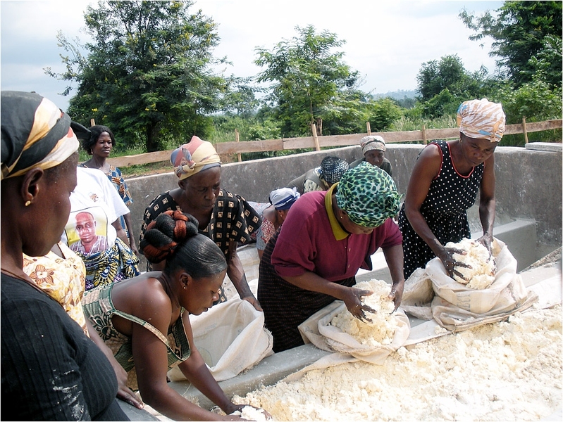 Women in Ghana work with cassava, which is cut, milled, pressed and dried (sometimes fermented first).