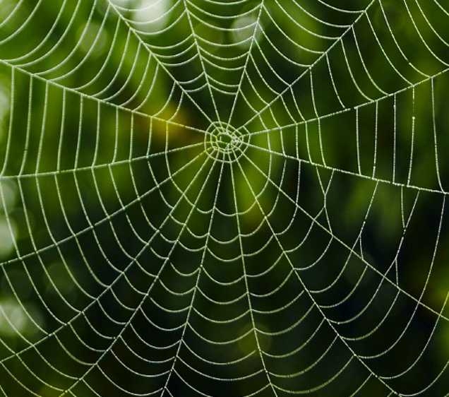 Spiders' web-making secrets unraveled