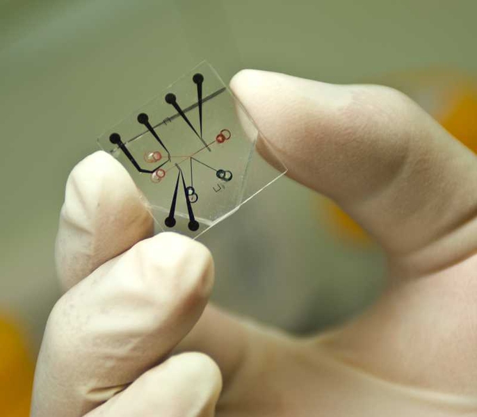 A single unit of the new desalination device, fabricated on a layer of silicone. In the Y-shaped channel (in red), seawater enters from the right, and fresh water leaves through the lower channel at left, while concentrated brine leaves through the upper channel.