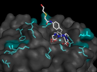An antibody (gray) produced through directed evolution binds to its target molecule.