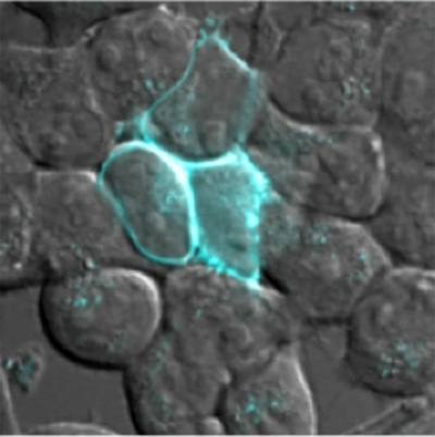 MIT researchers have designed a fluorescent probe that can be targeted to different locations within a cell. Here, the probe is labeling only proteins in the cell membrane.