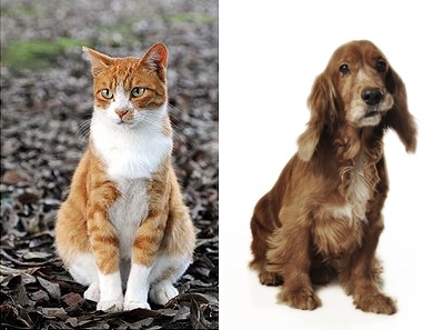 Previous studies showed that when monkeys are trained to categorize animals by distinguishing cats from dogs, some neurons in the prefrontal cortex become tuned to the concept of “cat” while others respond to the idea of “dog.” This new study trained the monkeys to perform two different categorization tasks — distinguishing cats from dogs and sedans from sports cars. 