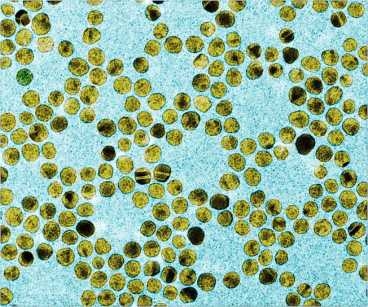 An image of gold nanoparticles.