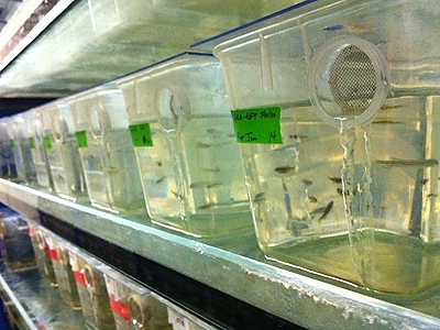 In her lab, Hopkins studies zebrafish with different types of mutations.