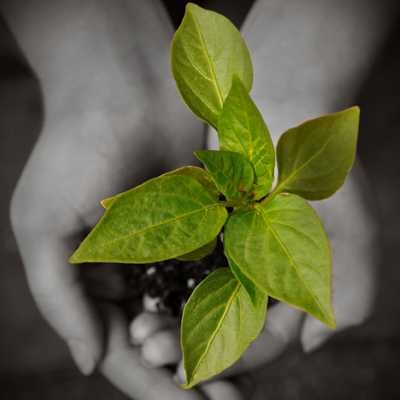 Two hands holding a sapling