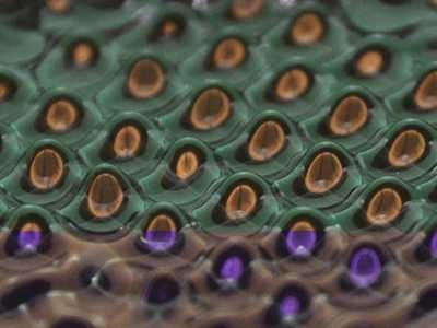 Vibrating a tray of silicone oil causes so-called Faraday waves to form in the oil's surface. Recent experiments in which fluid droplets reproduce the behavior of subatomic particles require holding the intensity of the vibrations just below the Faraday-wave threshold.