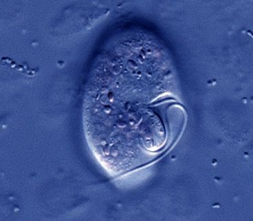 An image of the ventral face of <em>Oxyrrhis marina</em>, a micro-organism whose behavior was studied by an international team of scientists led by Professor Roman Stocker of the MIT Department of Civil and Environmental Engineering.