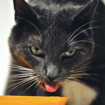 The surprising physics of cats' drinking | MIT News | Massachusetts  Institute of Technology