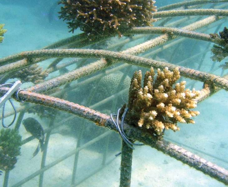 First-Step Coral, a system for replenishing coral reefs using solar, wind and tidal energy to speed up the electrochemical Biorock™ process.