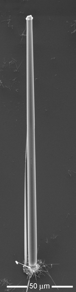 This new technique for growing microwires can produce strands that are very long in relation to their diameter. The rounded “cap” at the wire’s top is a droplet of molten copper, while the wire itself is pure silicon.