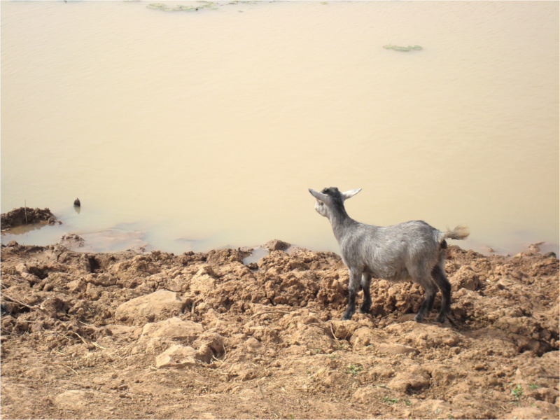 The Ghanasco Dugout, like most water-collection areas, is  used by livestock as well as people.