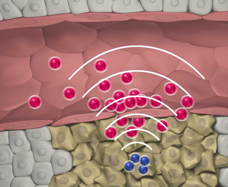 MIT researchers designed nanoparticles that can quickly locate a tumor, then set off a chemical reaction that attracts larger swarms of drug-delivering nanoparticles to the site.