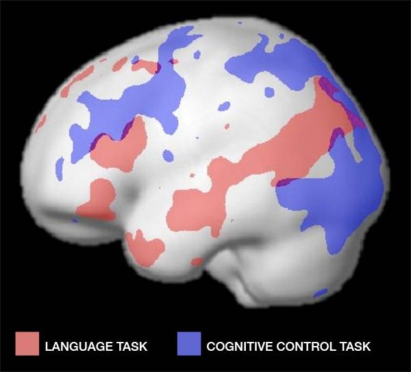 A map of the different brain areas that are active while a subject performs a language task (red) and a cognitive control task (blue), showing that nearby but distinct regions are used for each activity.