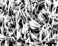 This scanning electron microscope image shows the nanoengineered structures on a copper oxide sample made by Nicholas Dou. A major selling point of this promising material is that it is easy to produce. Dou created this sample by simply immersing a copper sample in a hot alkaline solution for five minutes.