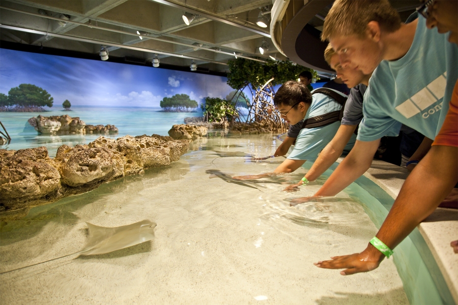 Bringing a whole new meaning to 'hands-on' learning, students reach out to touch stingray and sharks at a petting exhibit.