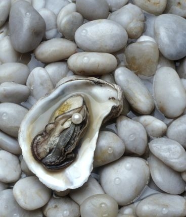 Oyster with pearl atop rocks