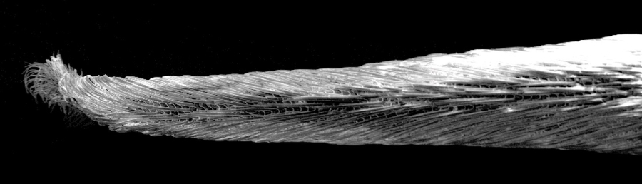 A scanning electron microscope image reveals a close-up image of the bumblebee’s tongue, designed to entrain, or draw up thick, viscous nectar.